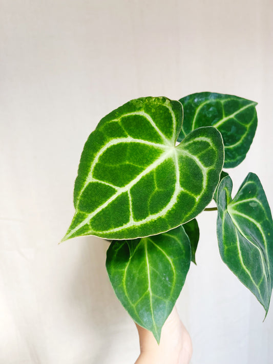 Anthurium Clarinervium 4” Pot