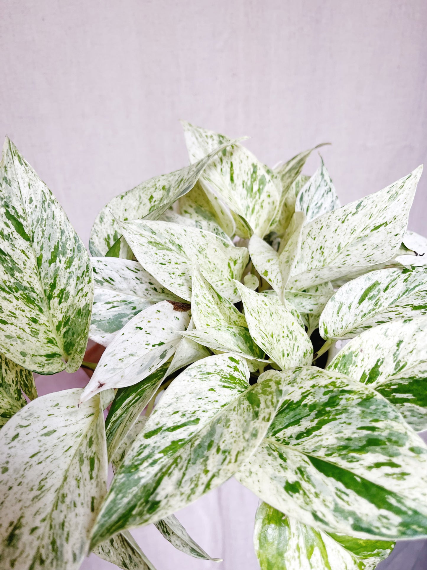 Snow Queen Pothos Live 4” Pot Live Plant