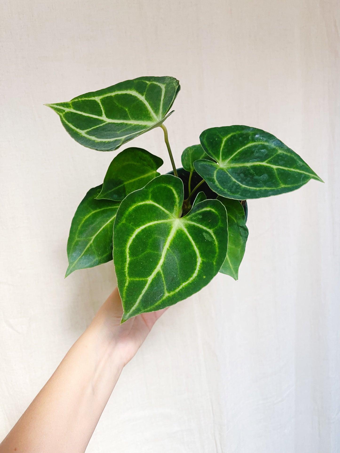 Anthurium Clarinervium 4” Pot