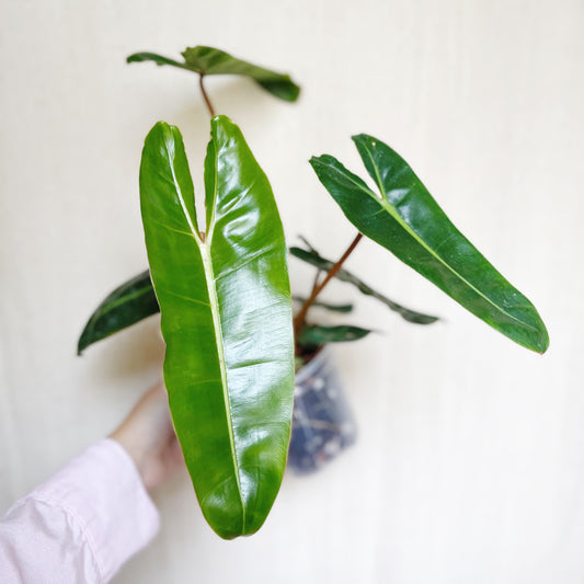 Philodendron Billietiae 4” Pot Live Plant