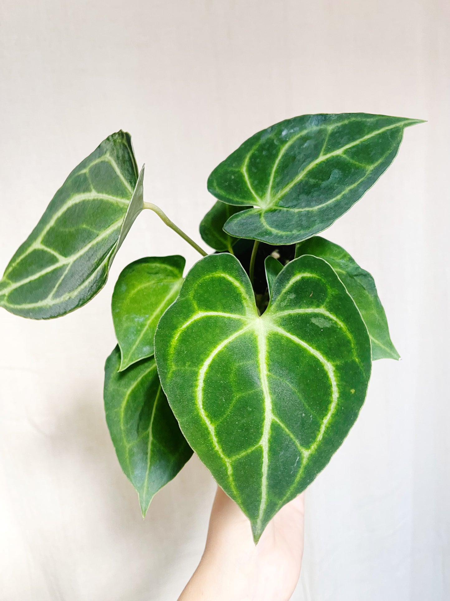 Anthurium Clarinervium 4” Pot