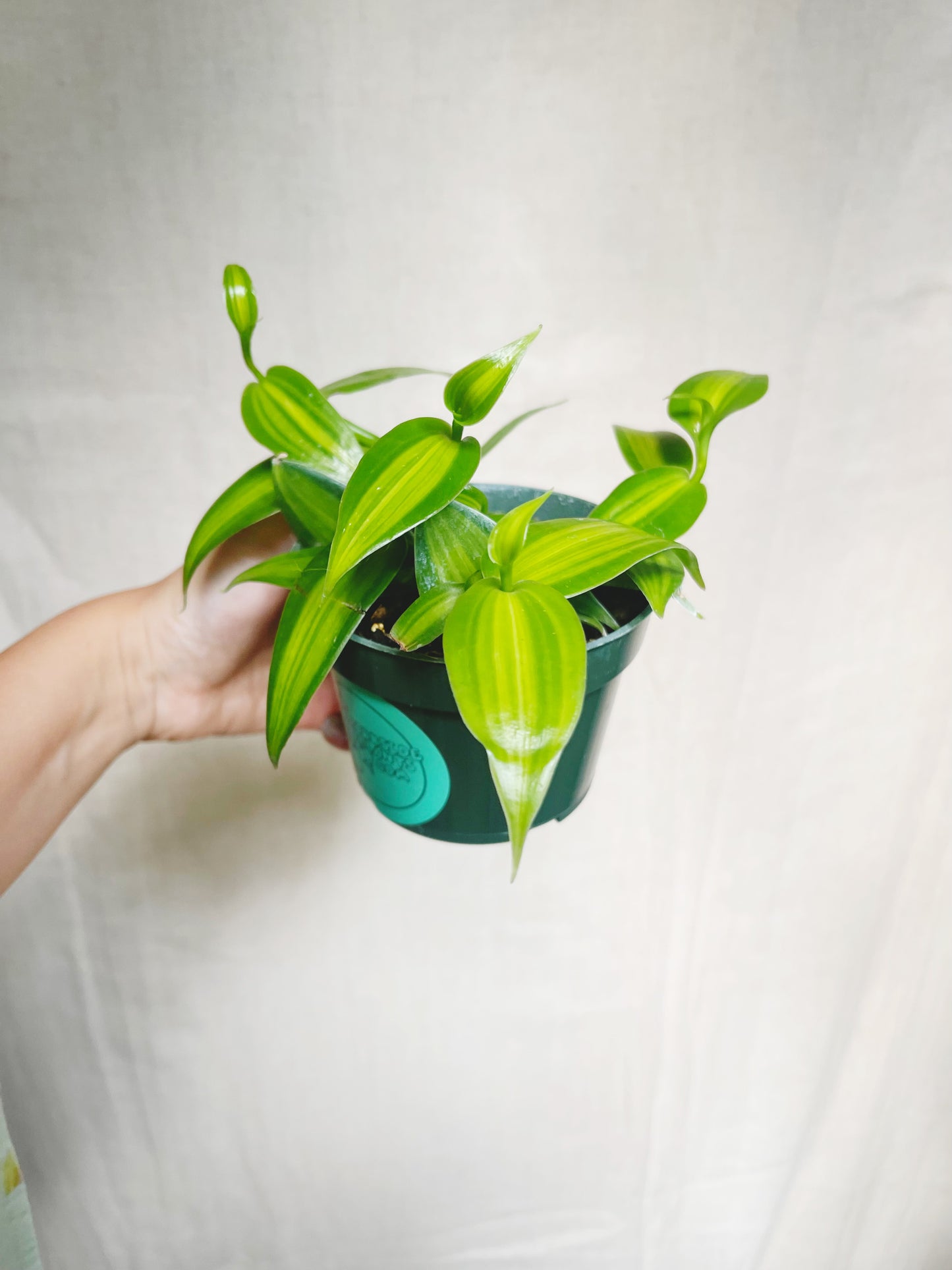 Variegated Vanilla Orchid (Vanilla Planifolia) 4" Pot Live Plant