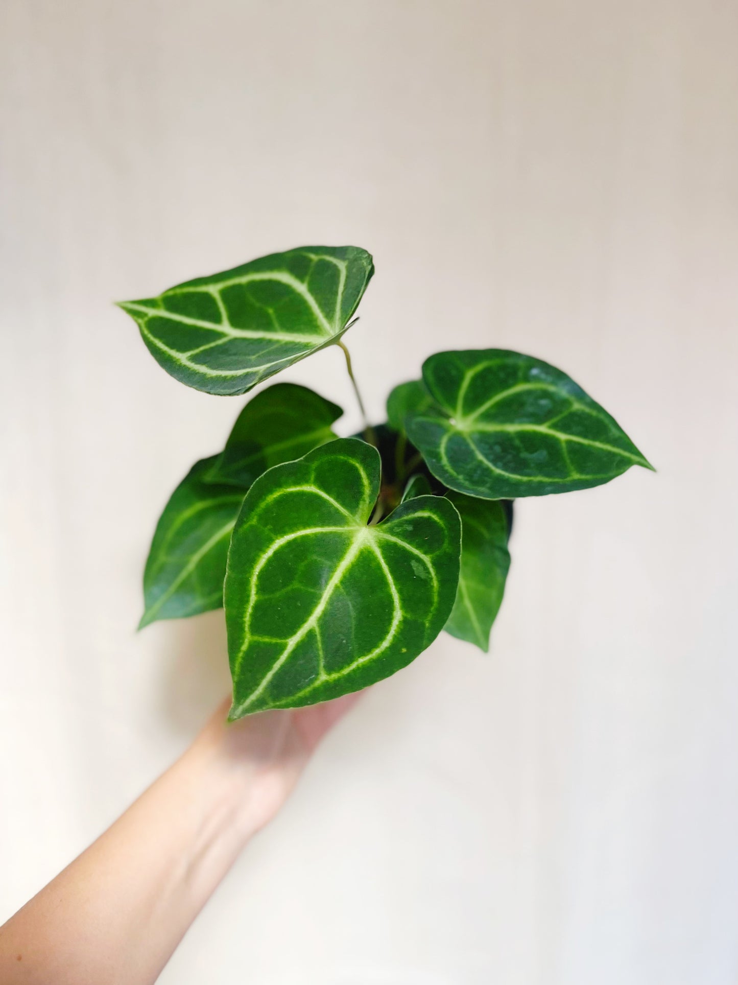 Anthurium Clarinervium 4” Pot