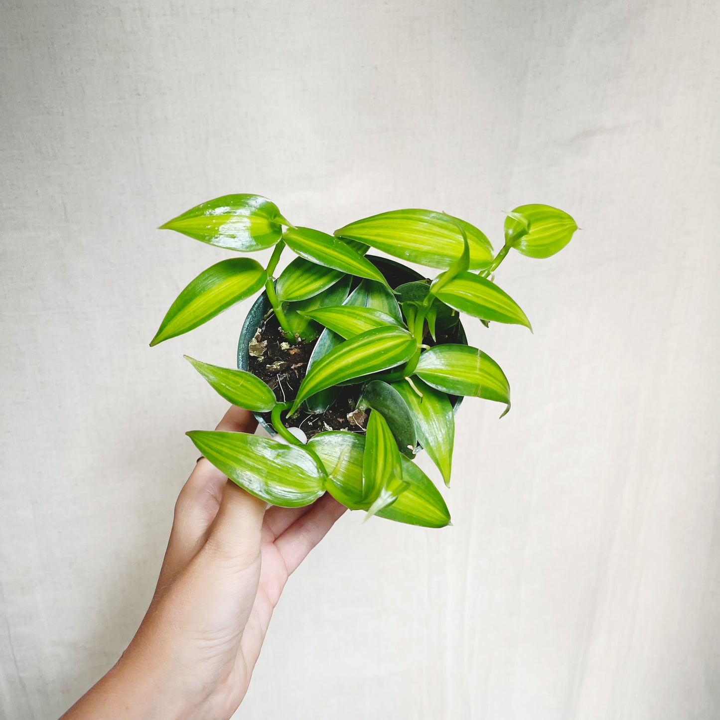 Variegated Vanilla Orchid (Vanilla Planifolia) 4" Pot Live Plant