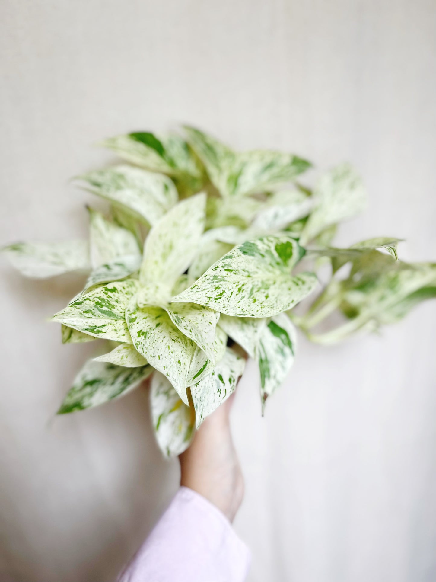 Snow Queen Pothos Live 4” Pot Live Plant