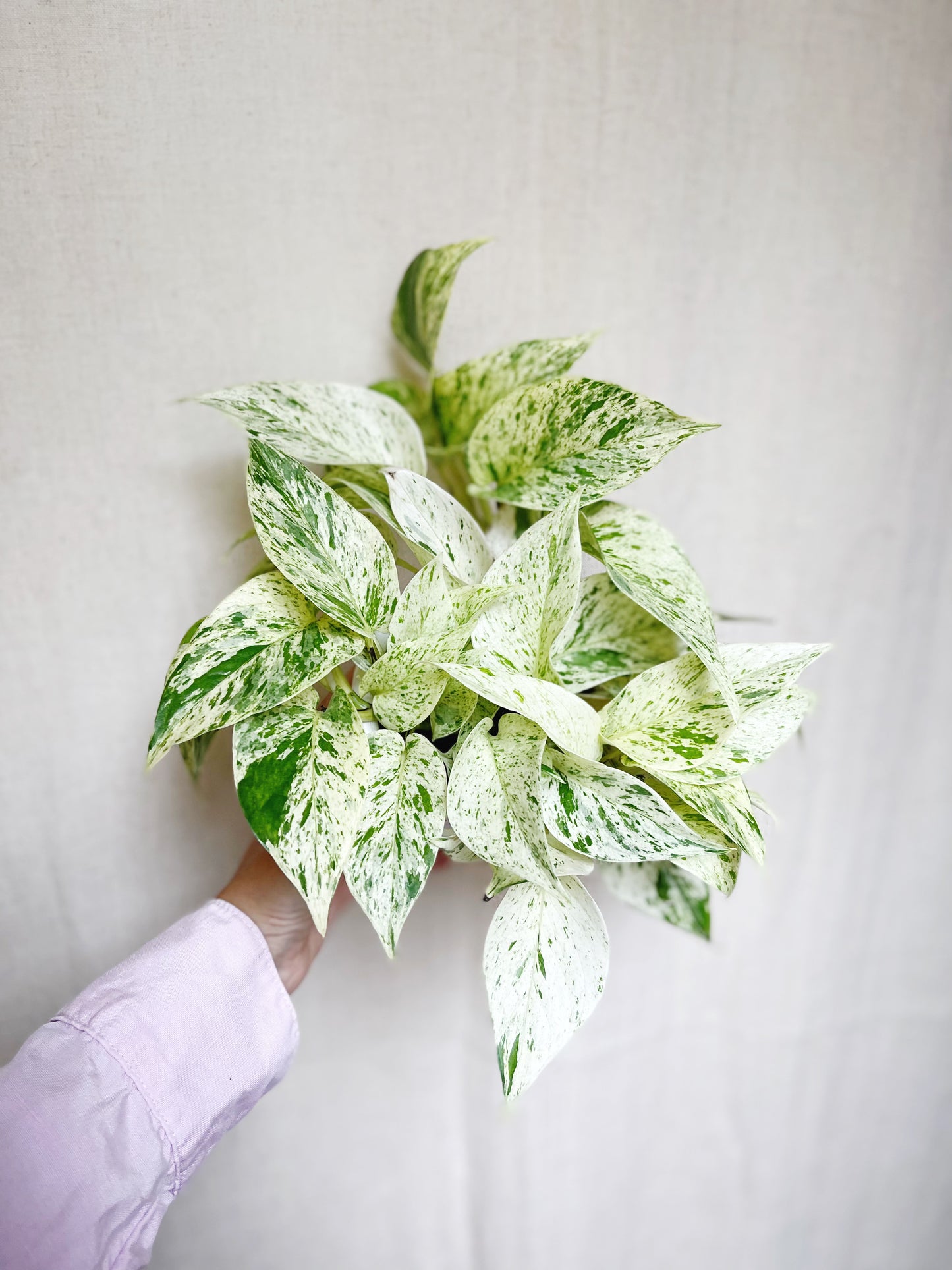 Snow Queen Pothos Live 4” Pot Live Plant