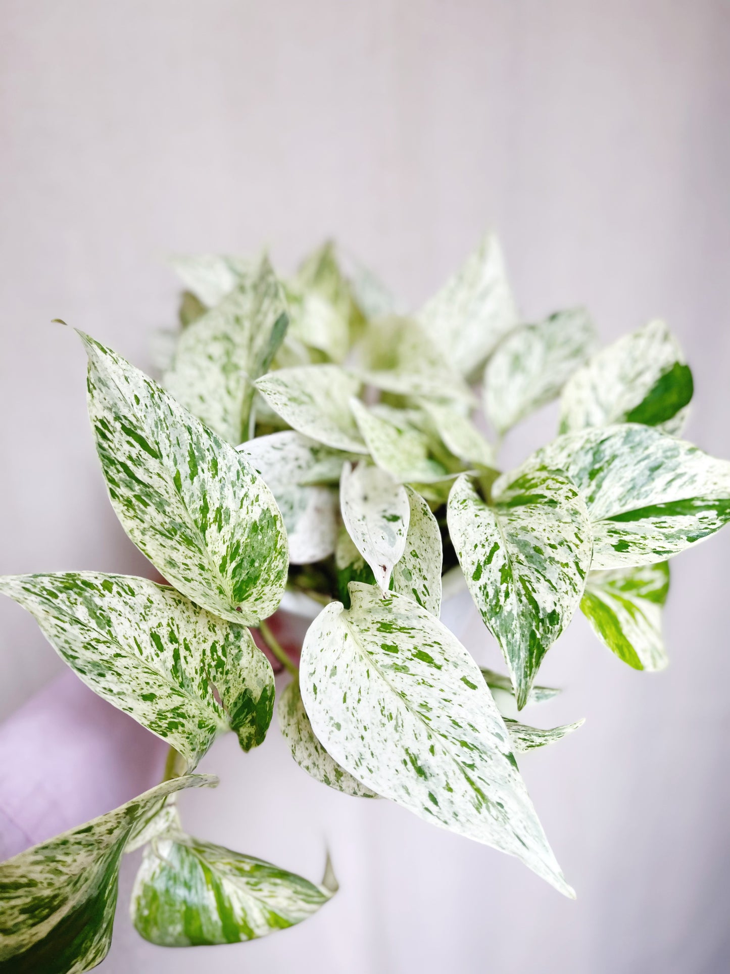 Snow Queen Pothos Live 4” Pot Live Plant