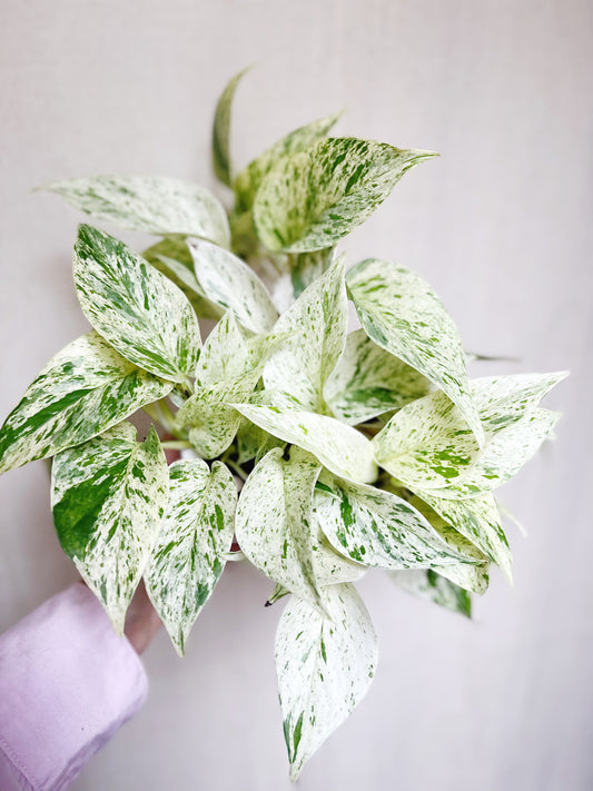 Snow Queen Pothos Live 4” Pot Live Plant