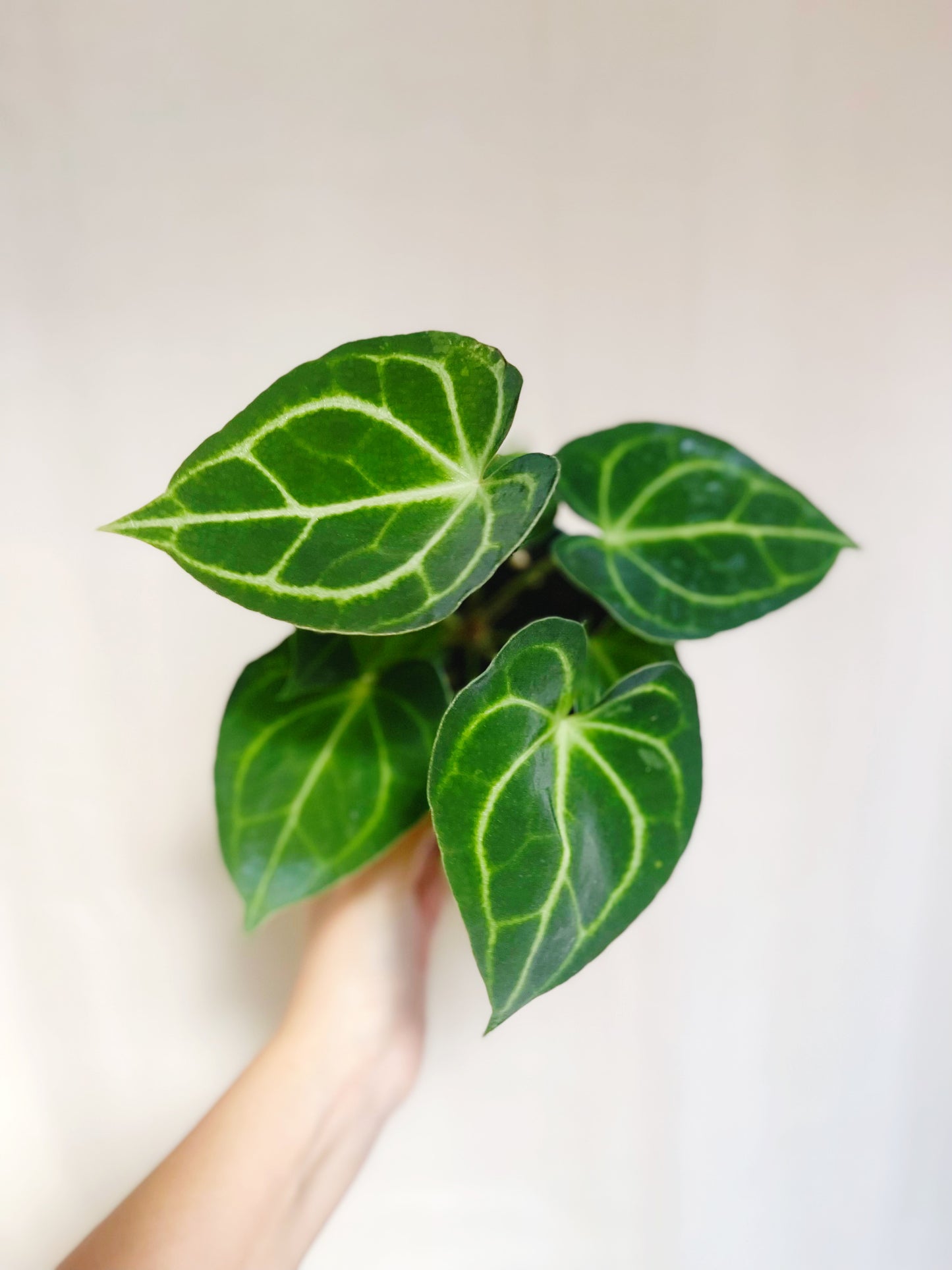 Anthurium Clarinervium 4” Pot