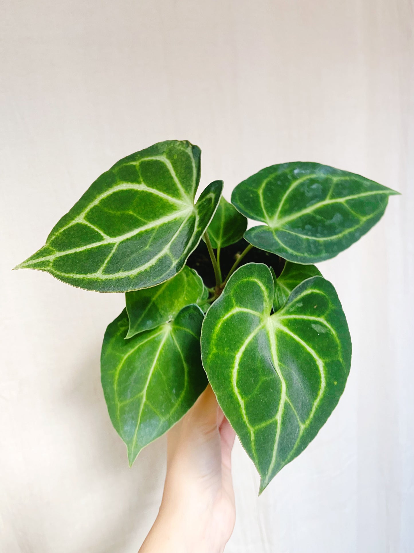 Anthurium Clarinervium 4” Pot