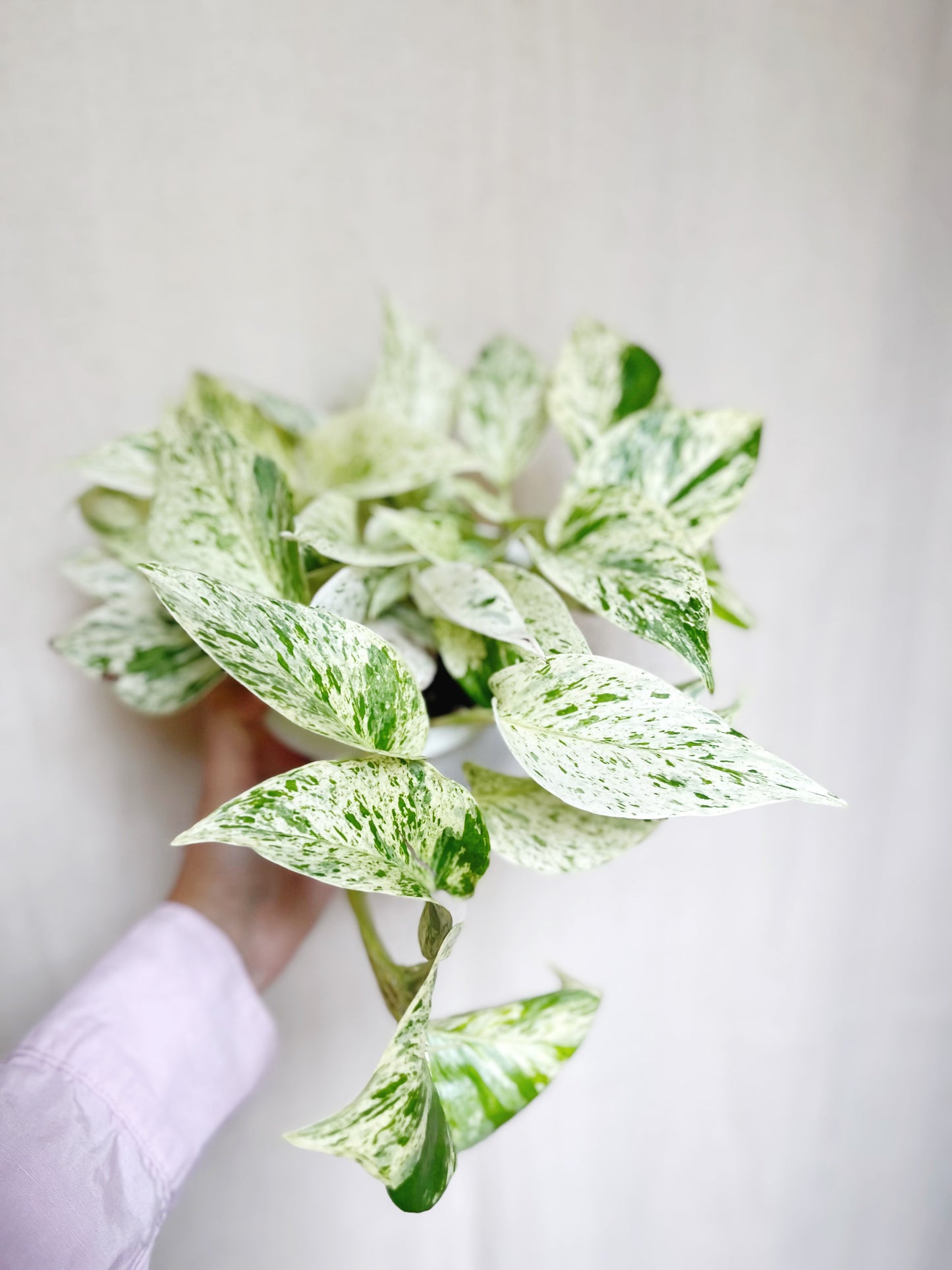 Snow Queen Pothos Live 4” Pot Live Plant