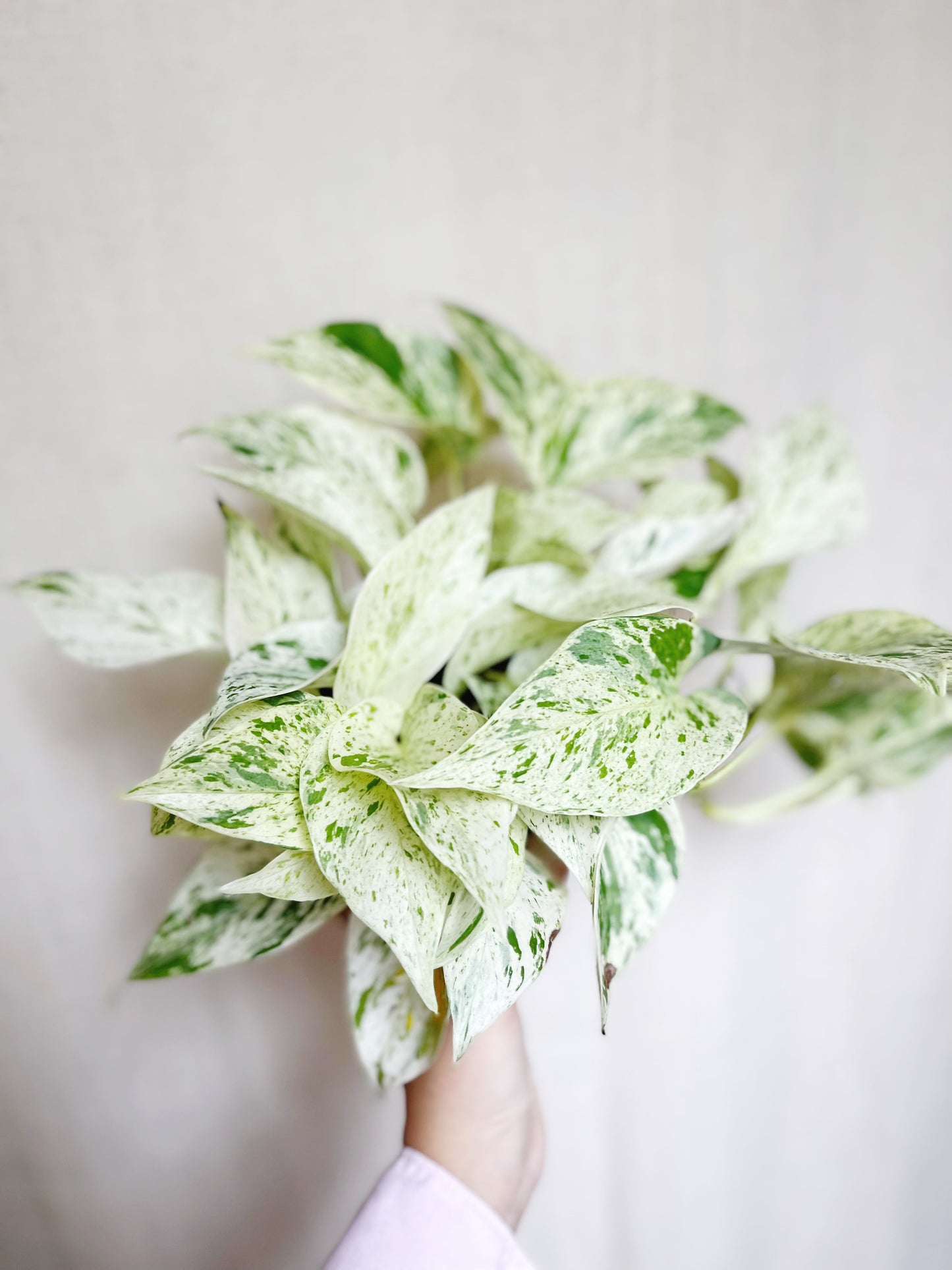 Snow Queen Pothos Live 4” Pot Live Plant