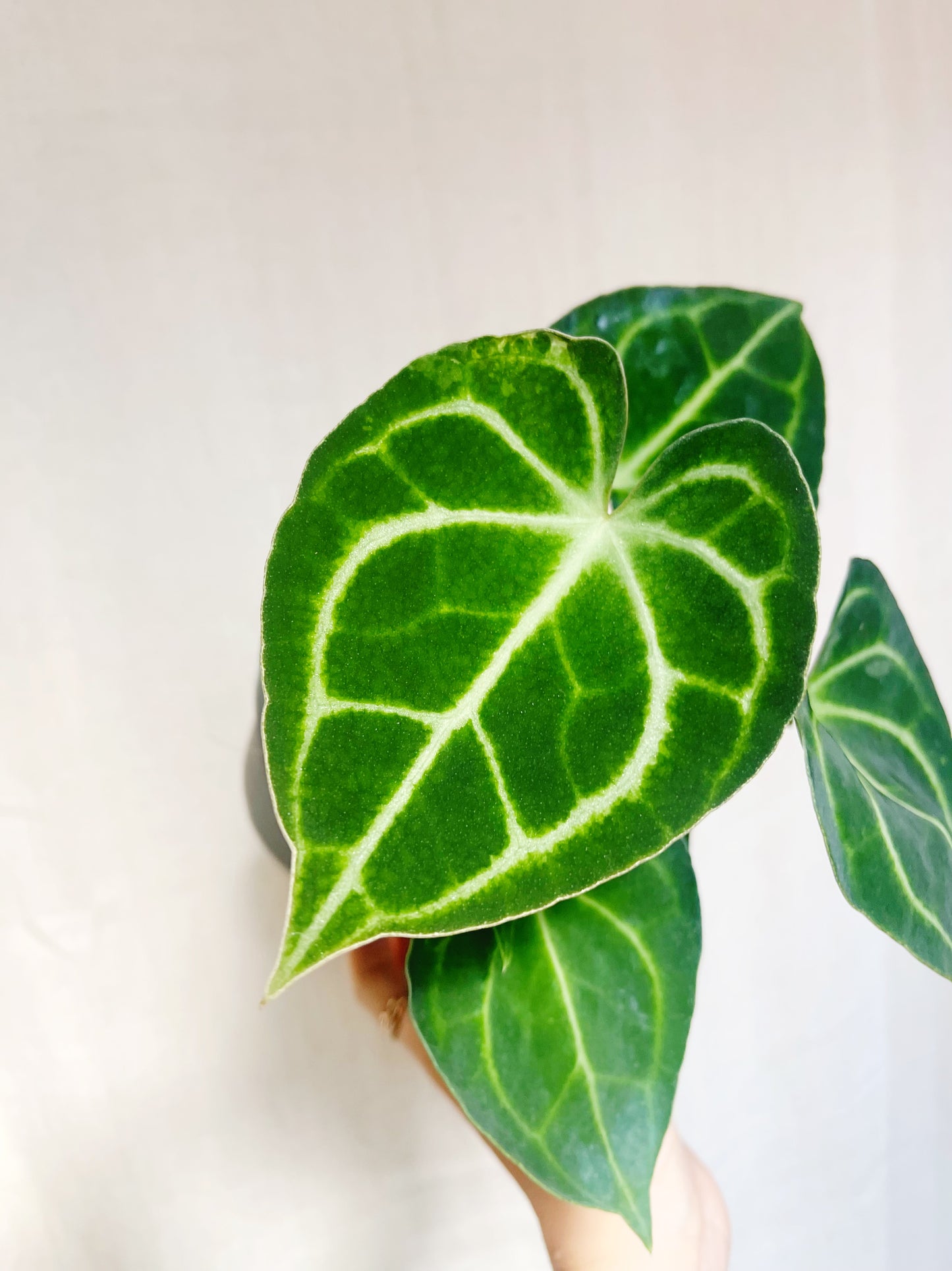 Anthurium Clarinervium 4” Pot