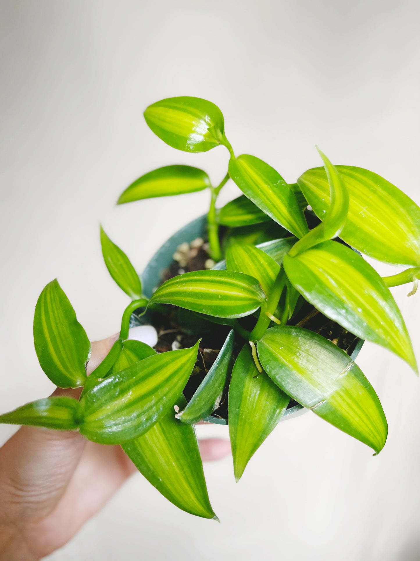 Variegated Vanilla Orchid (Vanilla Planifolia) 4" Pot Live Plant