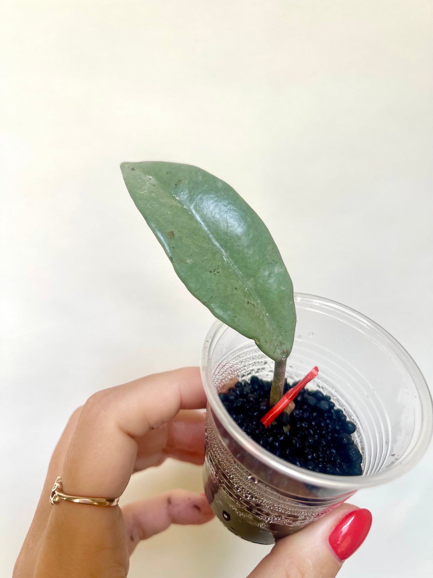 Rare Wilbur Graves Silver Hoya Cutting Collector's Plant