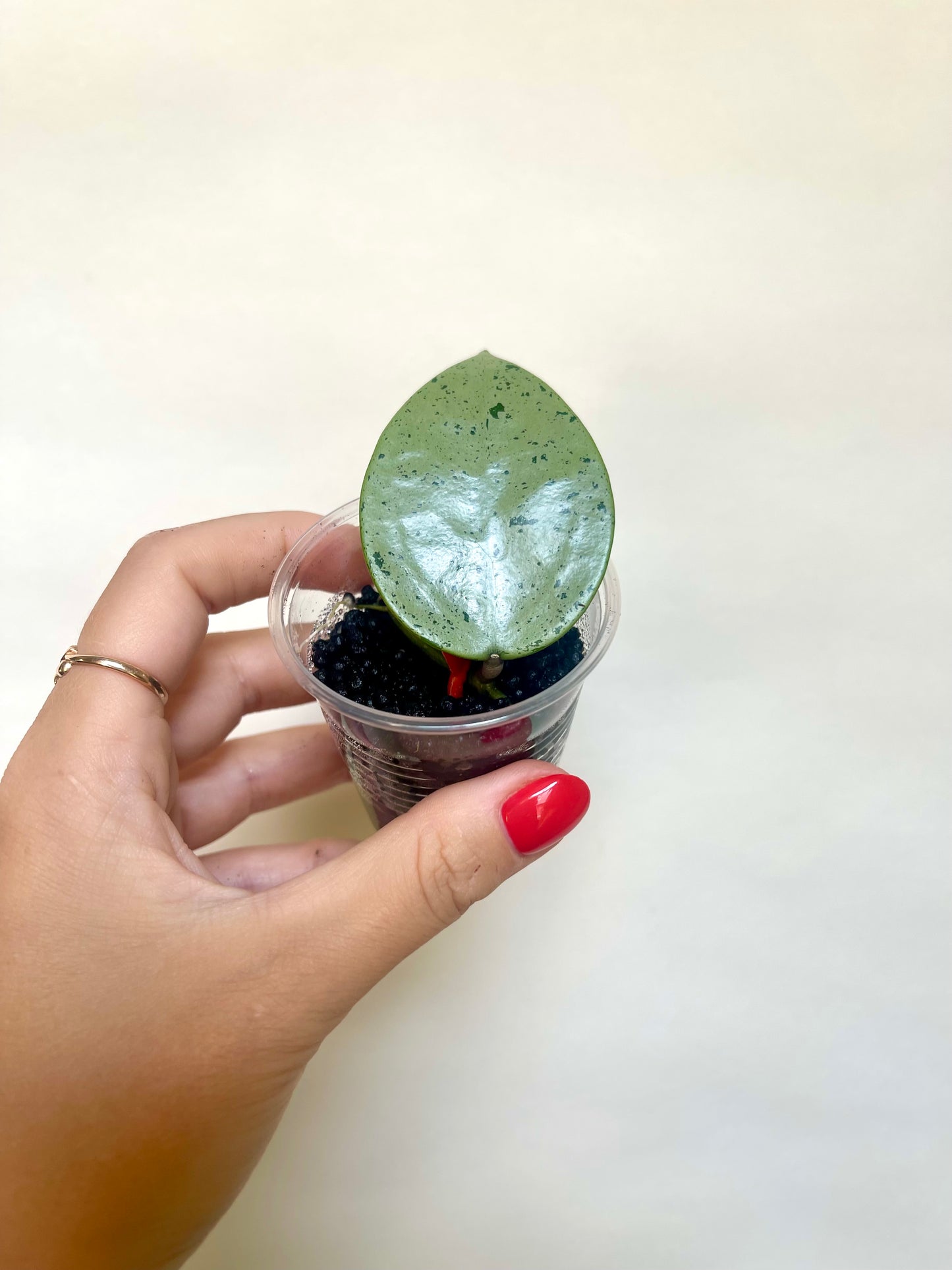 Rare Silver Heart Hoya Cutting Collector's Verticillata