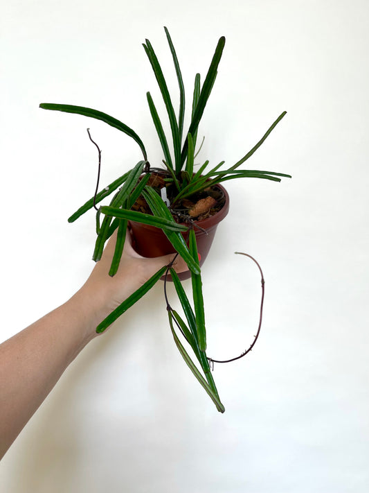 Hoya Insularis 4” Pot Rare Plant