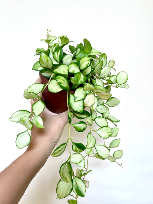 Hoya Heuschkeliana Variegated 4” Pot Live Plant