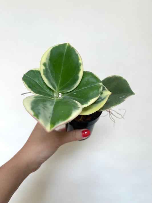 Hoya Pachylada Albo Variegated 4" Pot