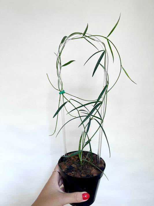 Hoya Stenophylla 4" Pot with Trellis