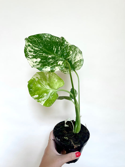 Monstera Mint White Monster 4” Pot
