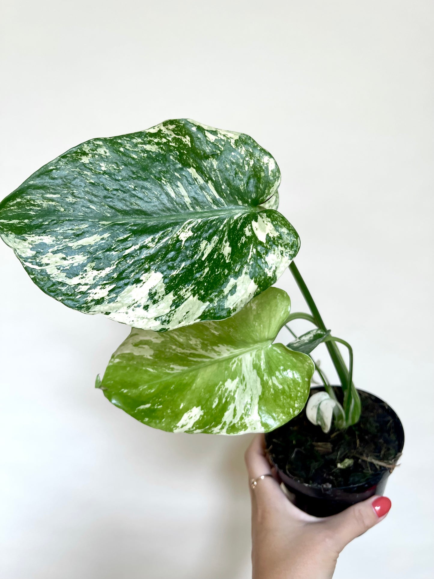 Monstera Mint White Monster 4” Pot