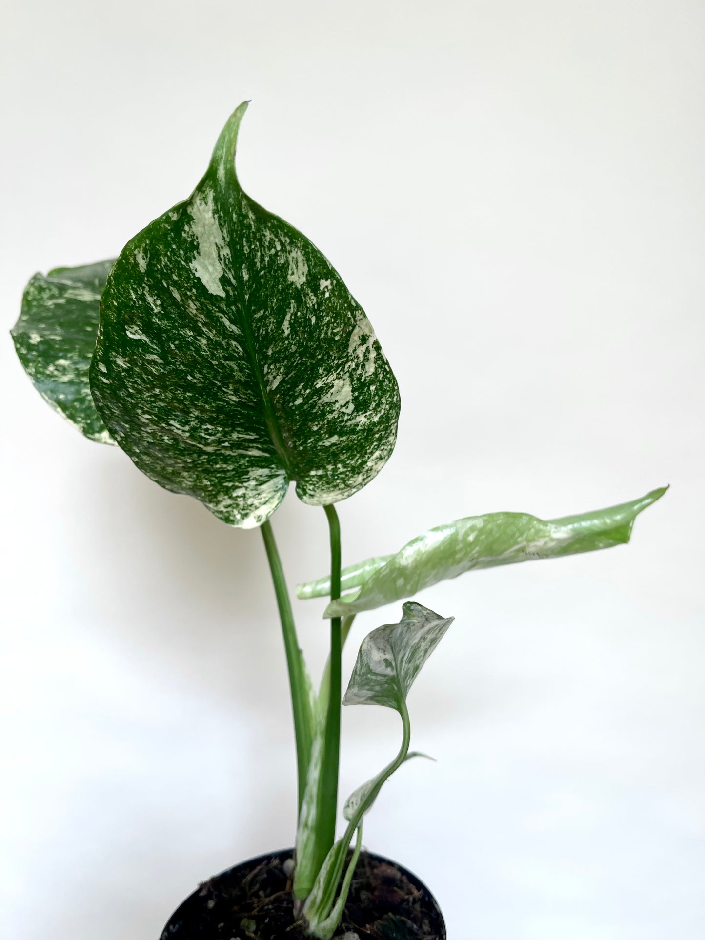 Monstera Mint White Monster 4” Pot