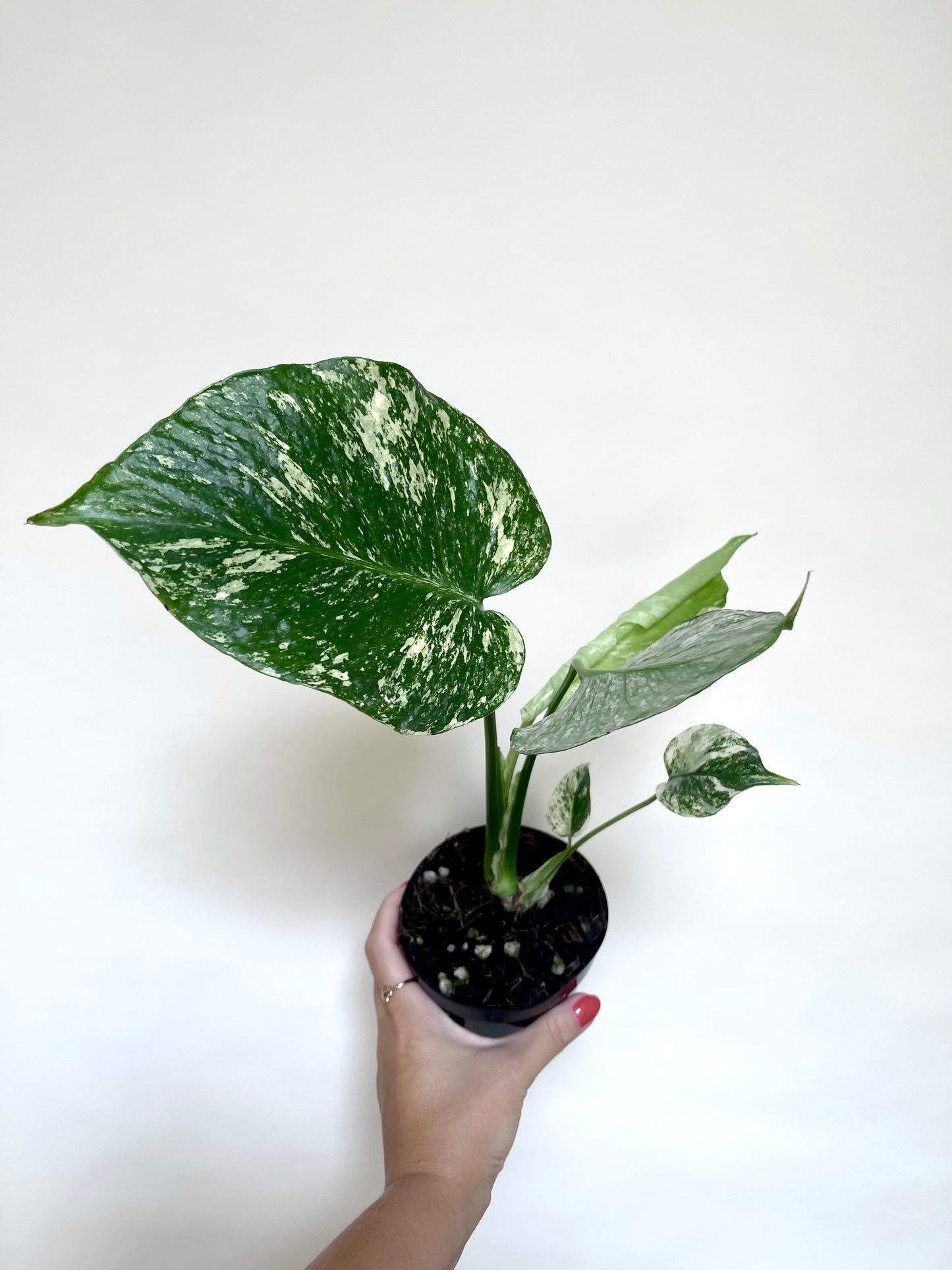 Monstera Mint White Monster 4” Pot