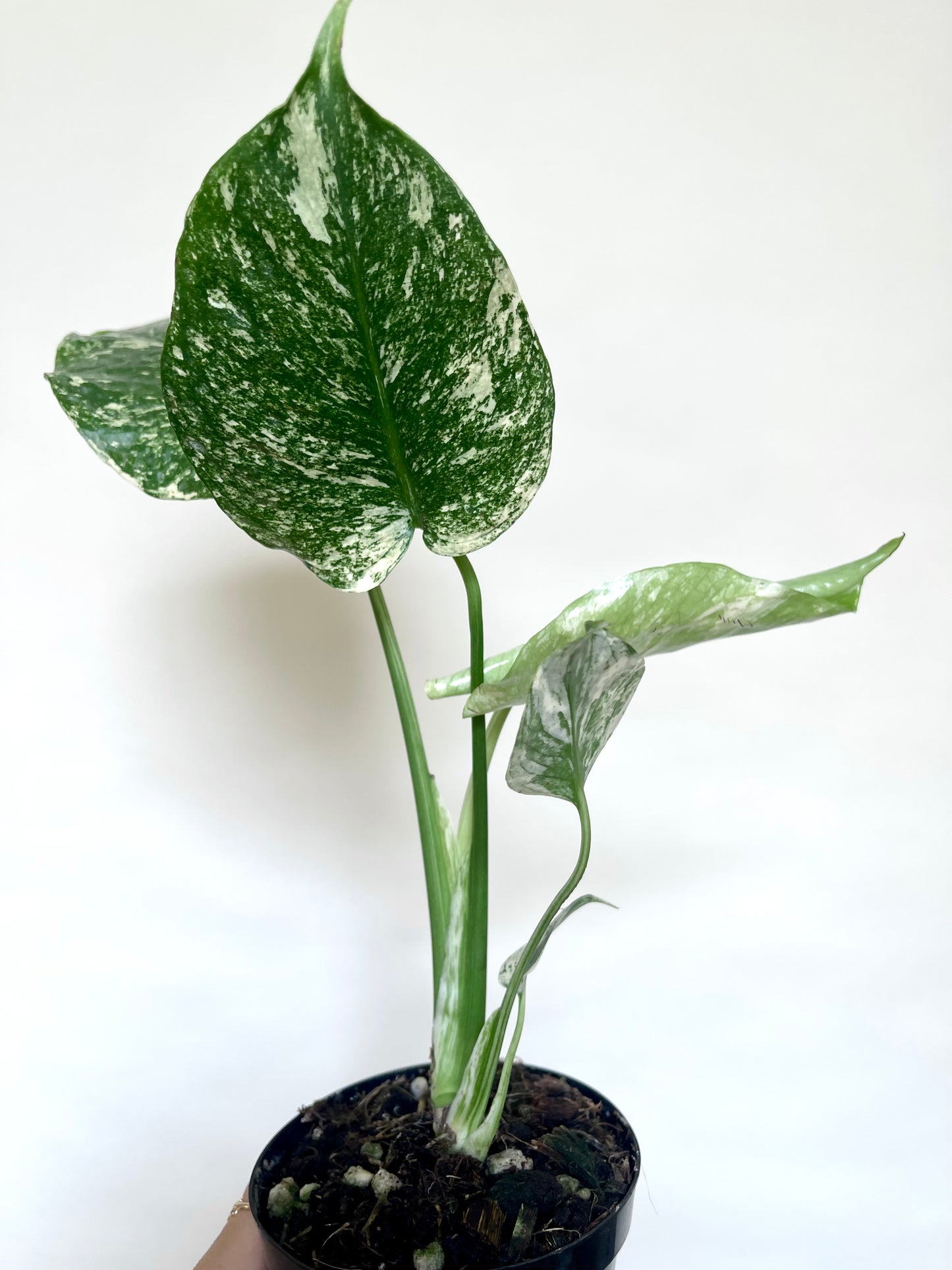 Monstera Mint White Monster 4” Pot