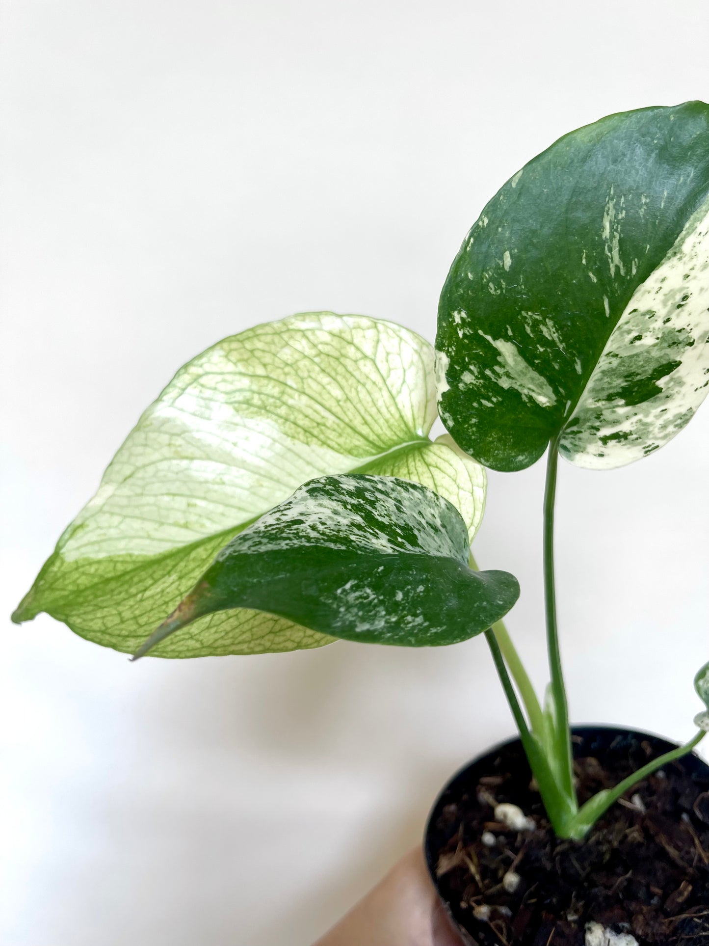 Monstera Mint White Monster 4” Pot