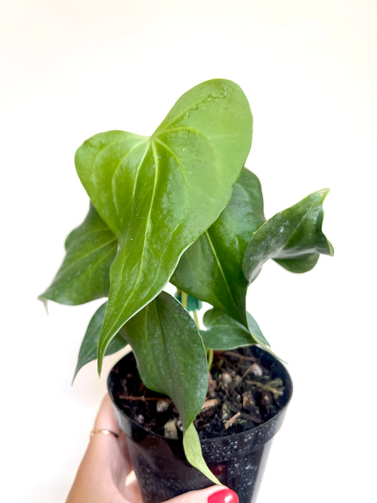 Anthurium Delta Force 4” Pot