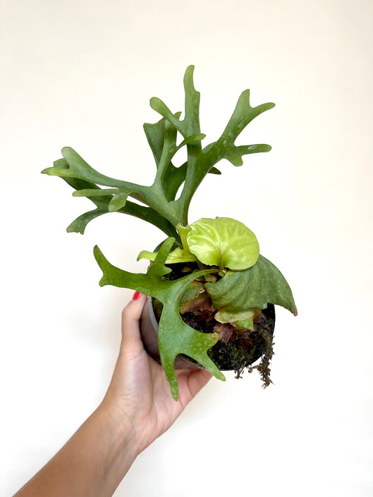 Platycerium Ridleyi Staghorn Fern 4" Pot