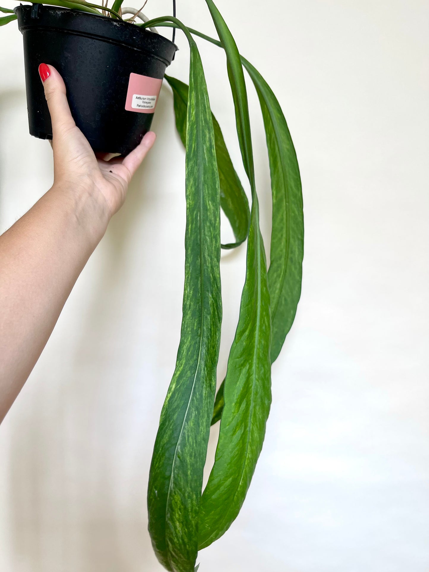 Anthurium Vittariifolium Variegated 6" Hanging Pot