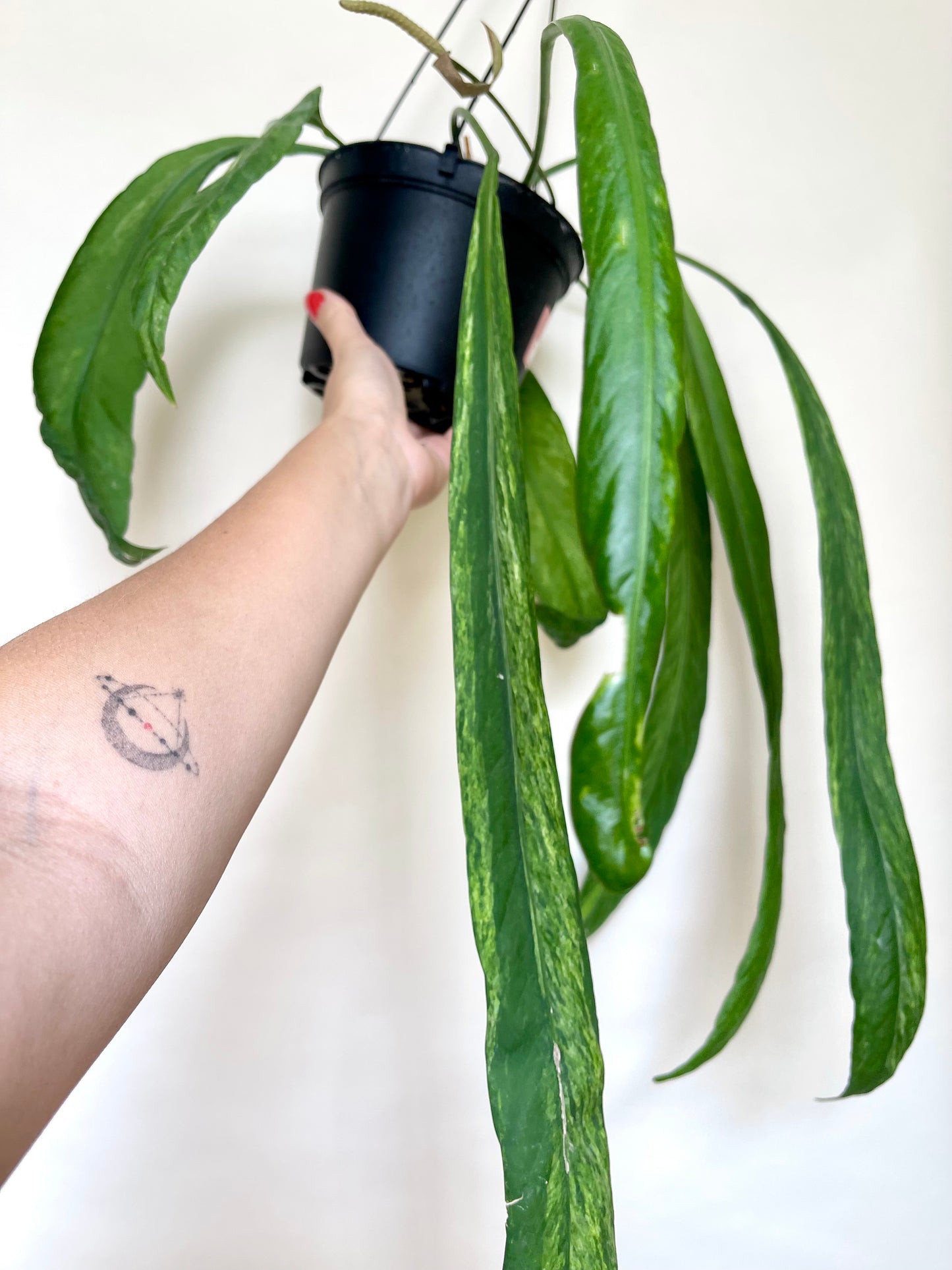 Anthurium Vittariifolium Variegated 6" Hanging Pot