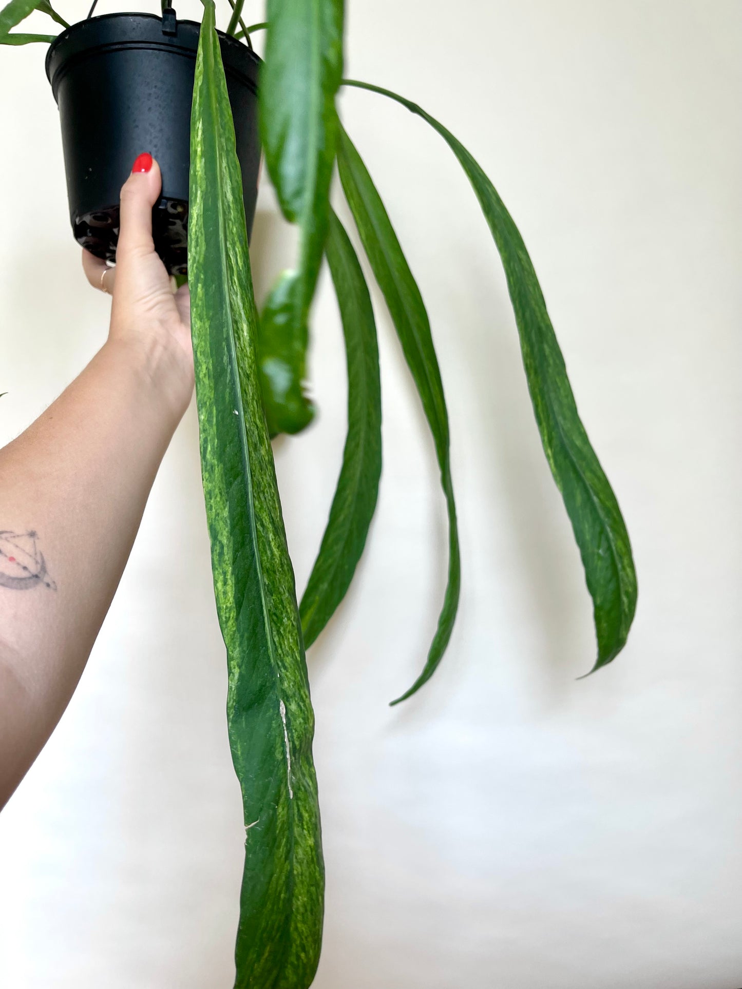 Anthurium Vittariifolium Variegated 6" Hanging Pot