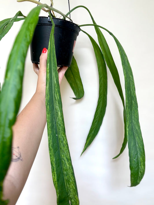 Anthurium Vittariifolium Variegated 6" Hanging Pot