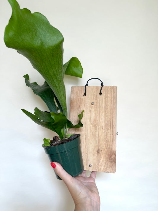 Staghorn Fern Mounting Kit: Cedar Board, Moss, Plant