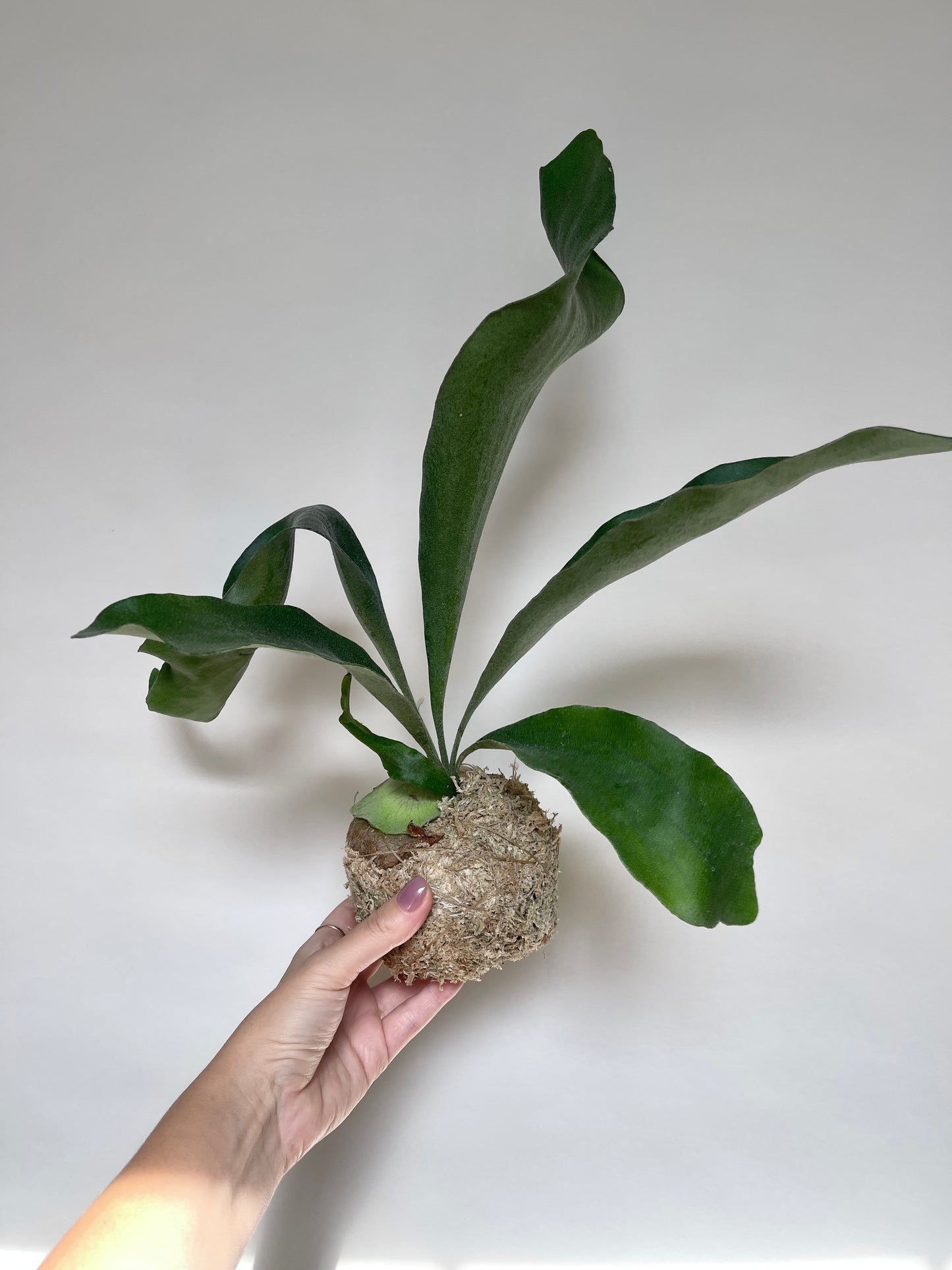 Staghorn Fern Plant Kokedama