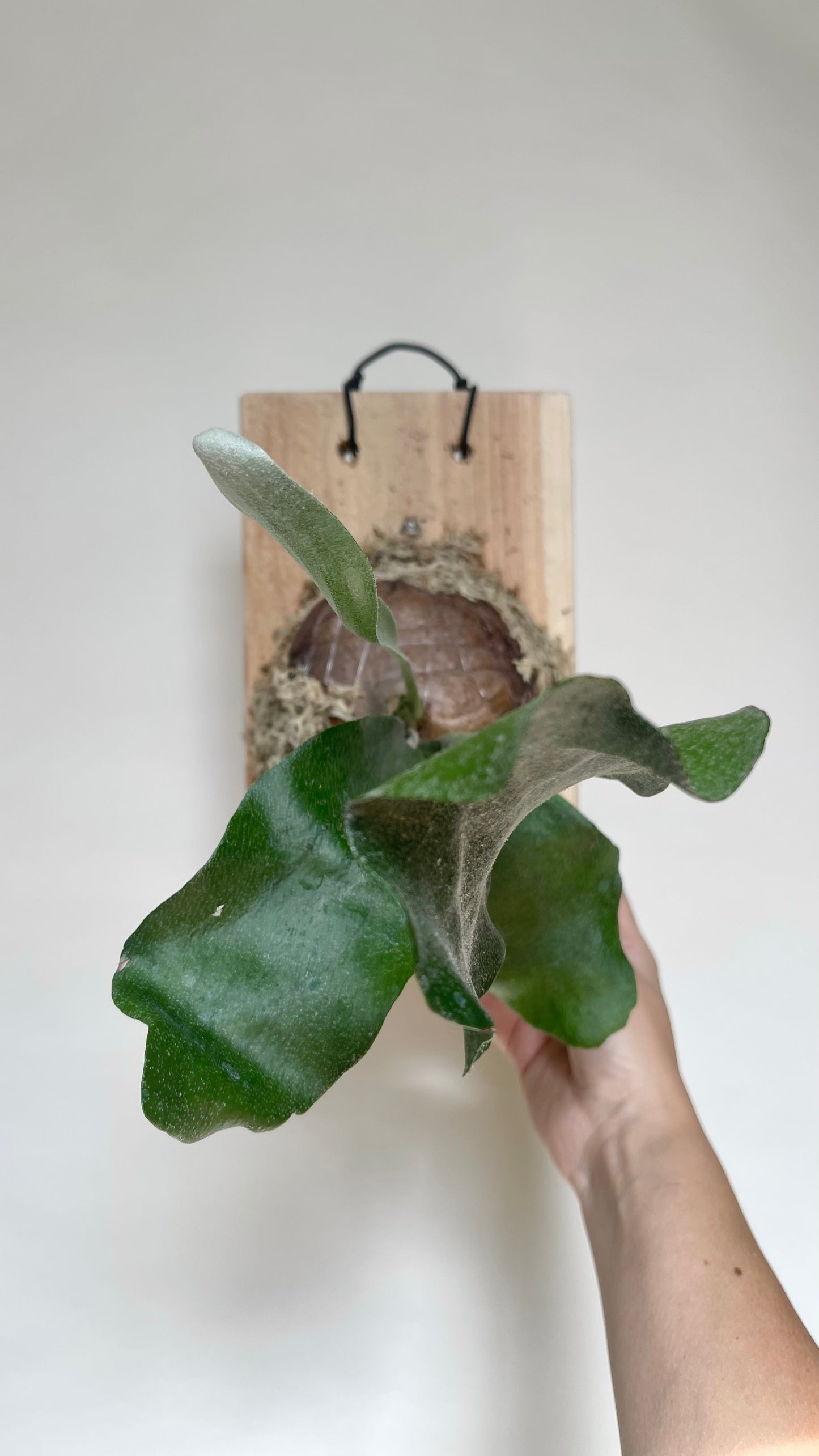 Staghorn Fern Plant Mounted on Cedar Board