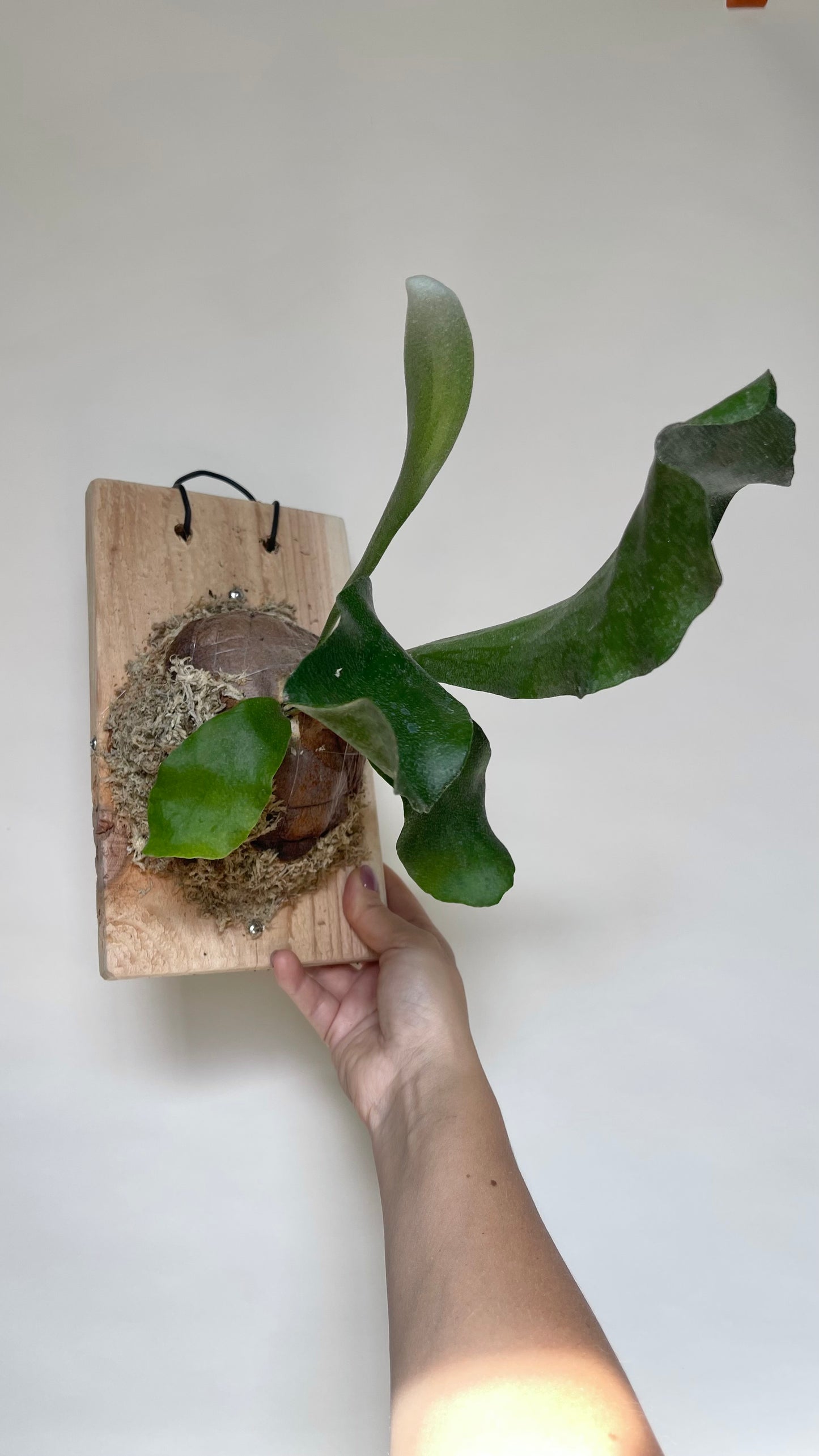 Staghorn Fern Plant Mounted on Cedar Board