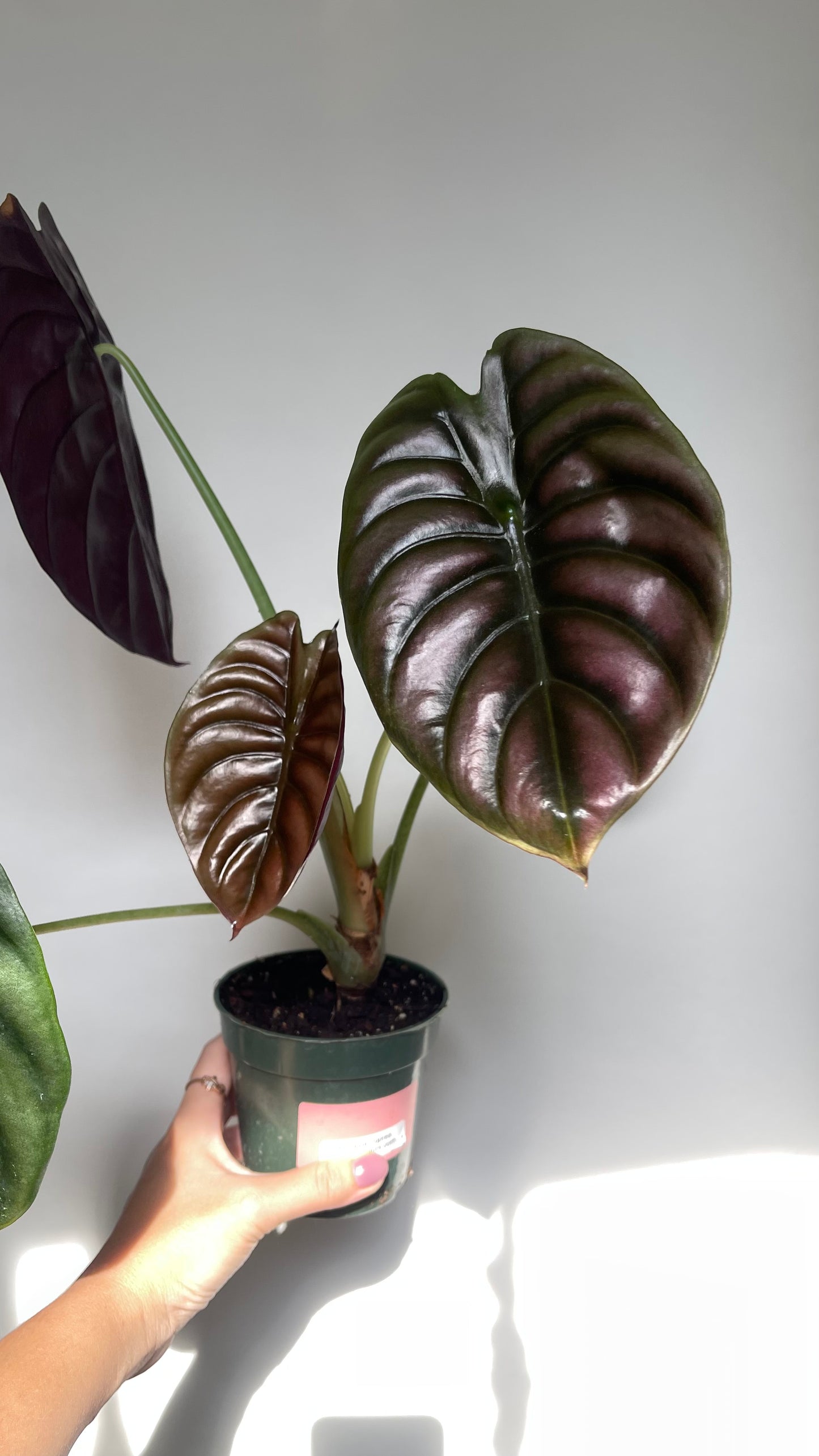 Alocasia Cuprea Red Secret 4” Pot