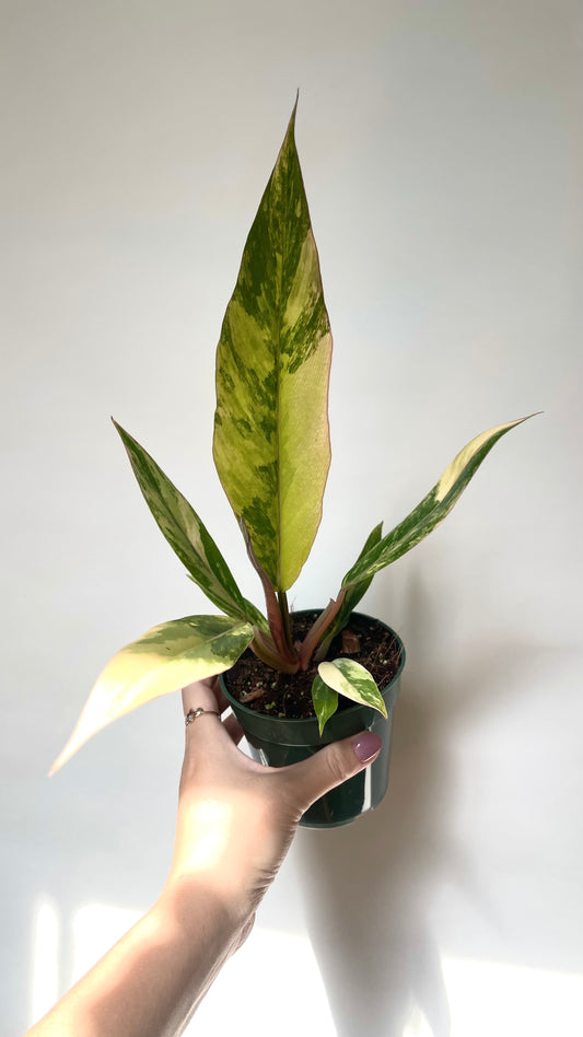 Philodendron Caramel Marble 4” Plant