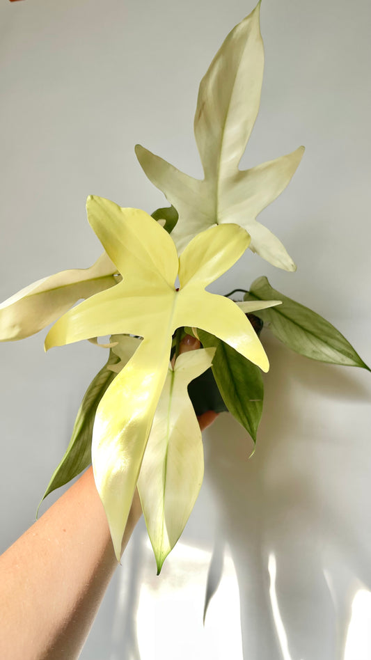 Philodendron Florida Ghost 4.5" Pot