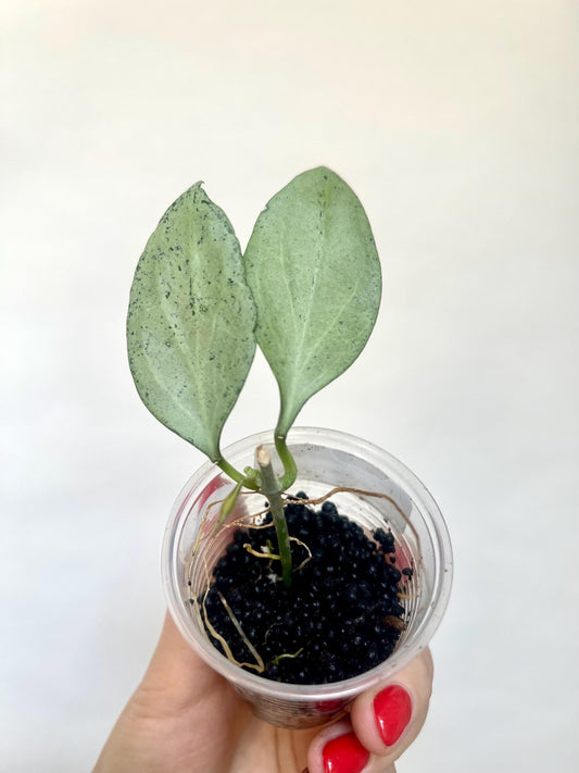 Hoya Nicholsoniae New Guinea Ghost Starter Plant