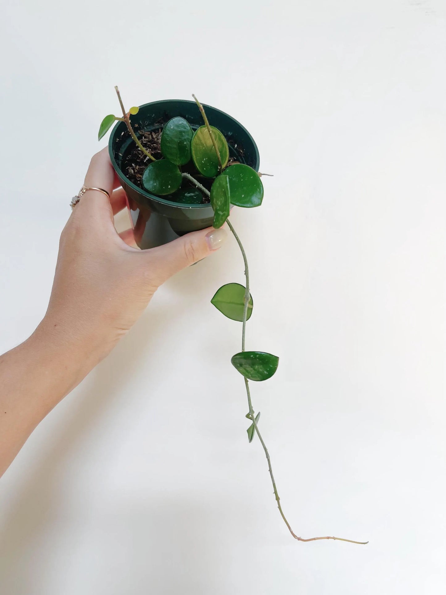 Hoya Mathilde Splash 3.5” Pot Live Plant