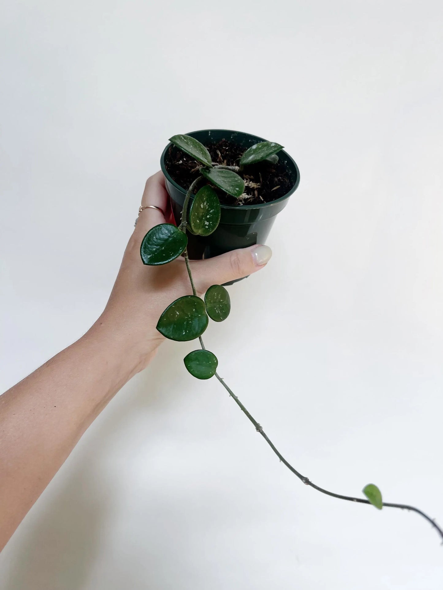 Hoya Mathilde Splash 3.5” Pot Live Plant