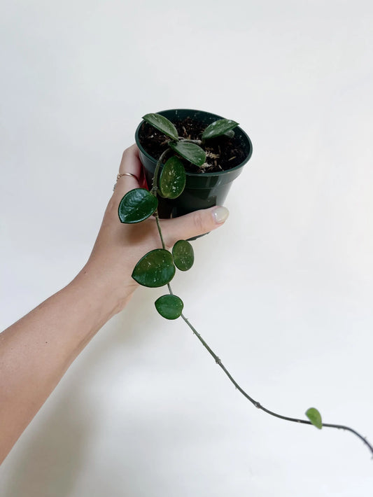 Hoya Mathilde Splash 3.5” Pot Live Plant