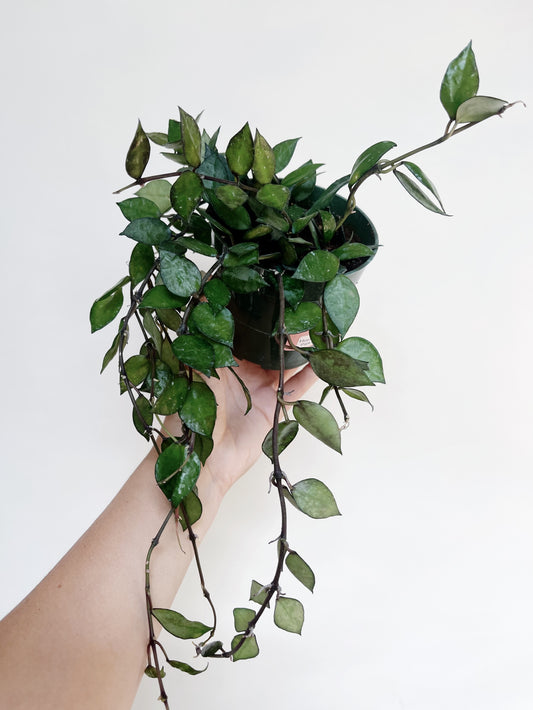 Hoya Krohniana Black 4" Pot Live Plant