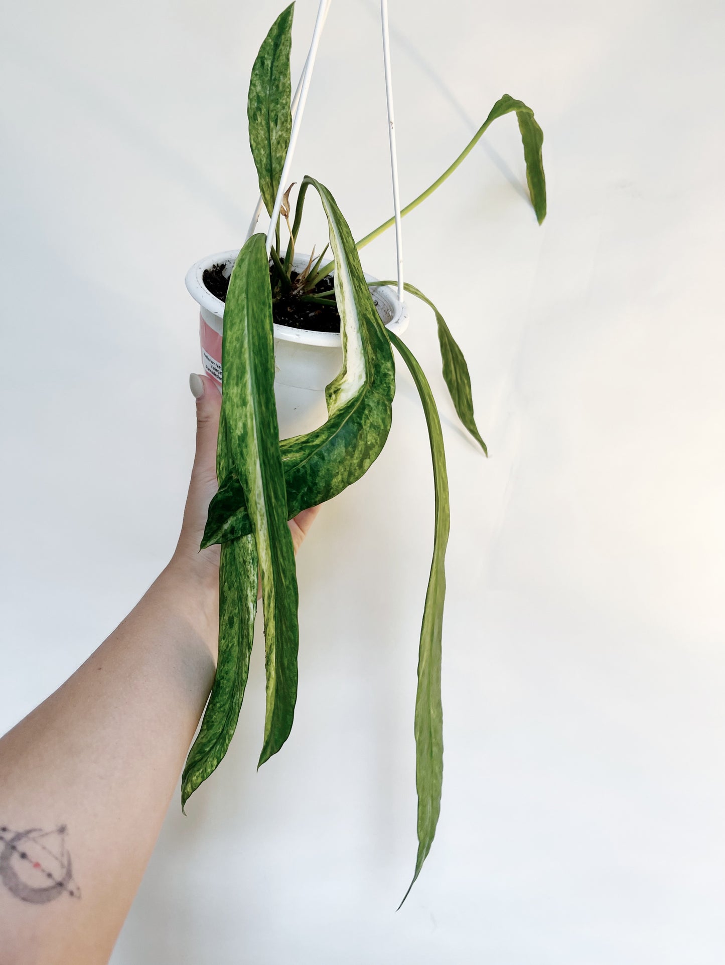 Anthurium Vittariifolium Variegated 4.5" Hanging Pot