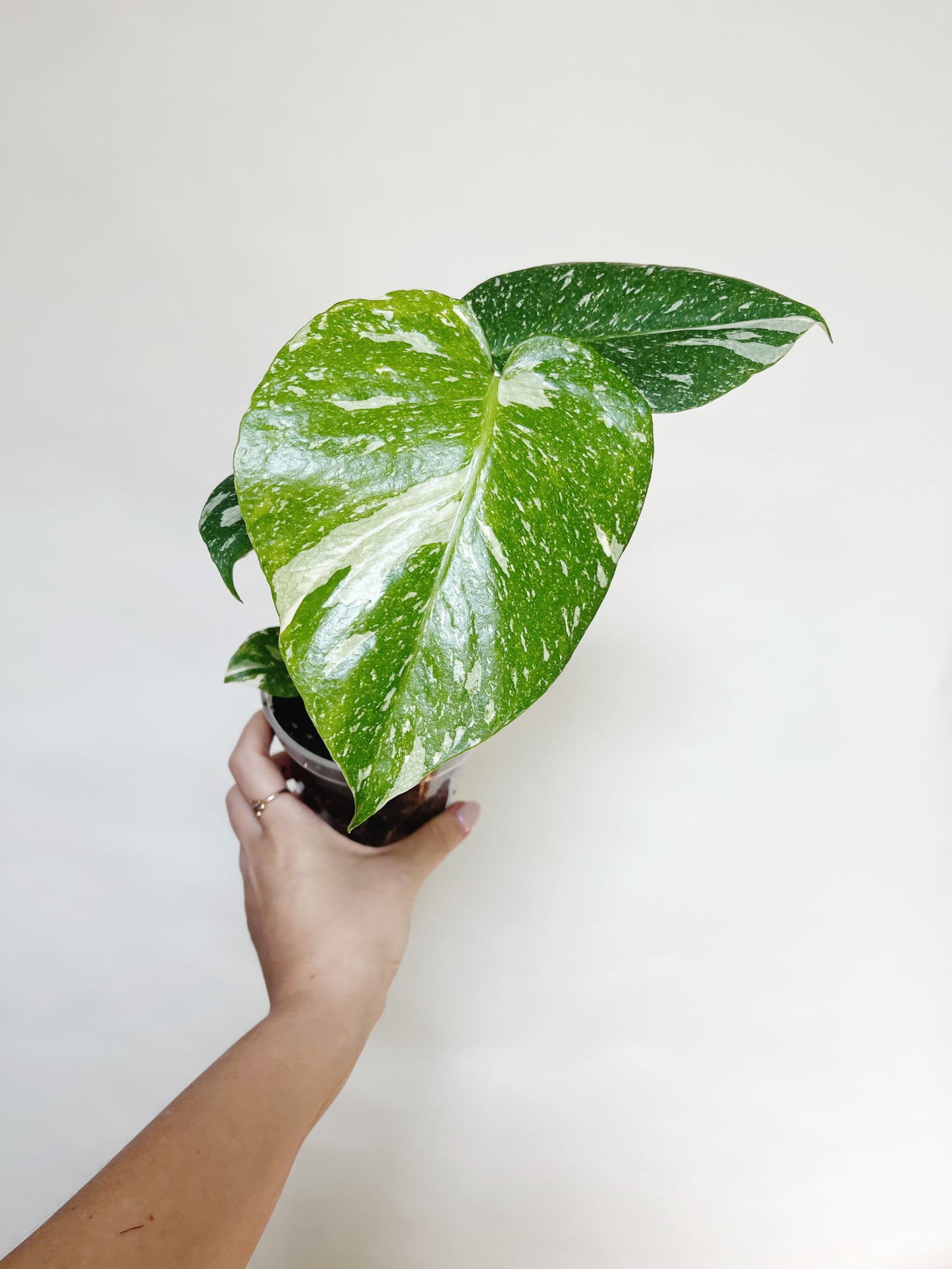 Monstera Deliciosa Thai Constellation 4" Pot Live Rare Plant